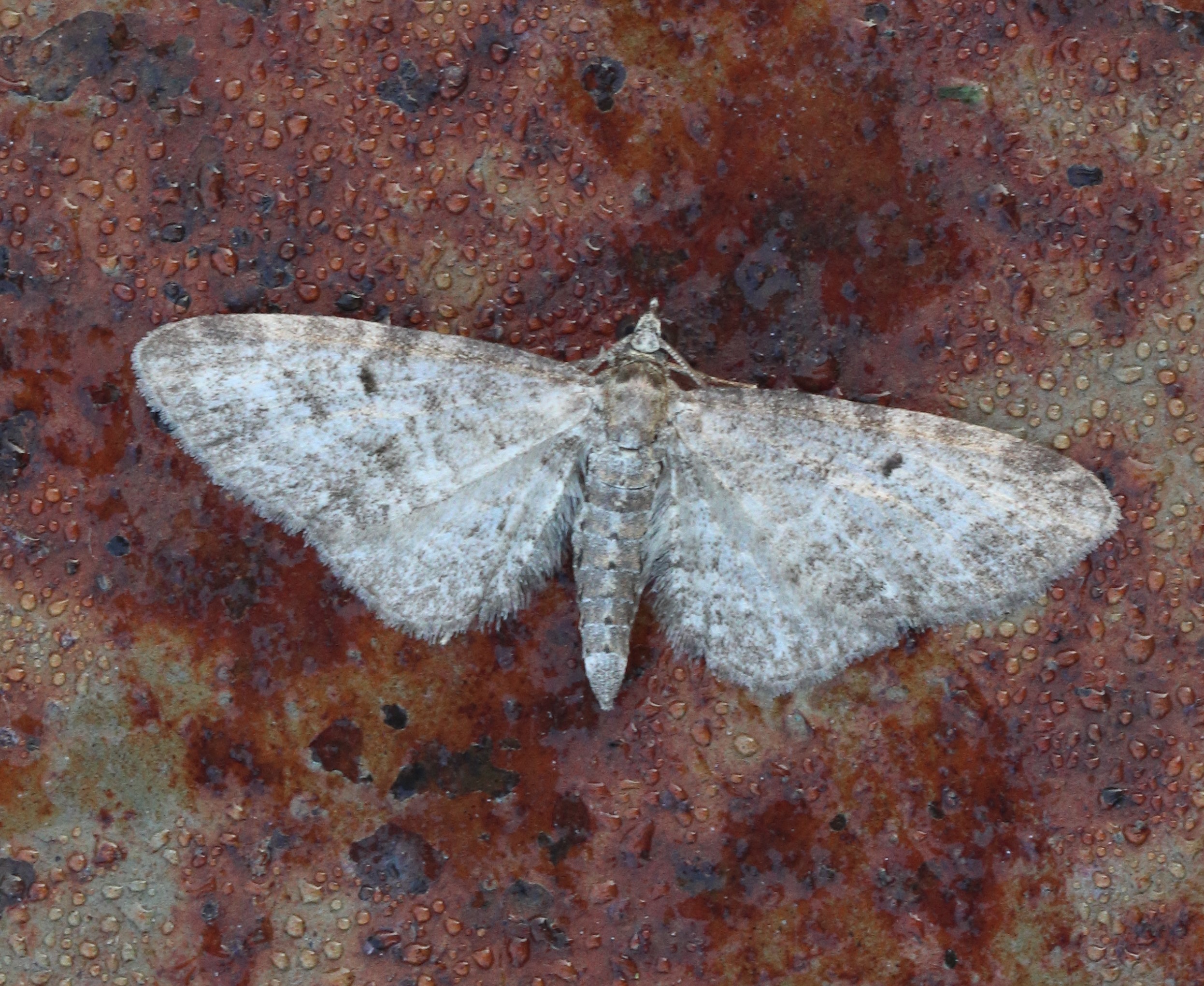 Photo of Grey Pug (Eupithecia subfuscata)